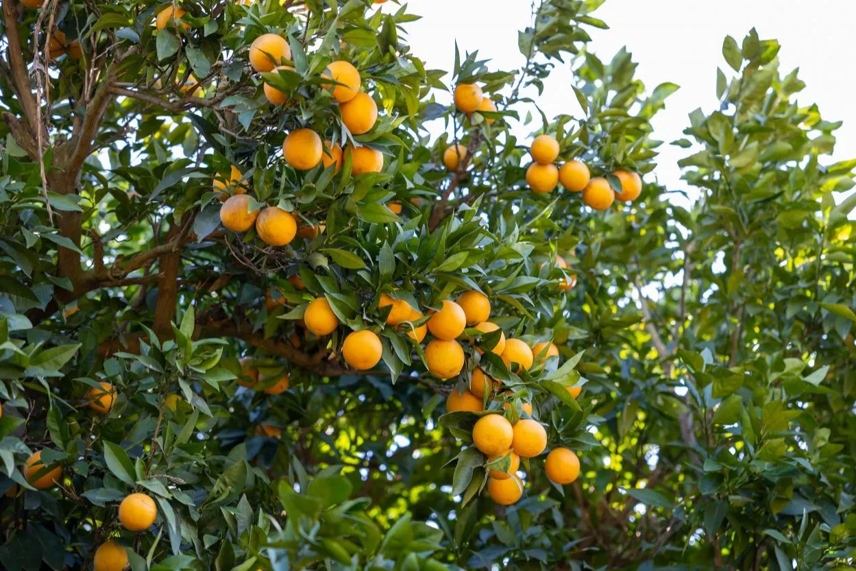 Mersin Kan Portakalı coğrafi işaret tescili aldı
