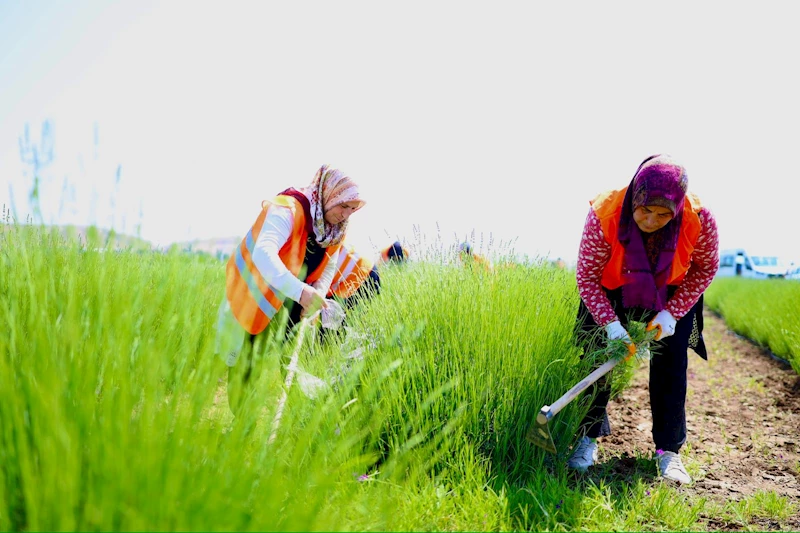 LAVANTA BAHÇESİNDE YAZ HAZIRLIĞI BAŞLADI