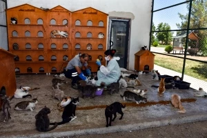 975 hayvan tedavi edildi