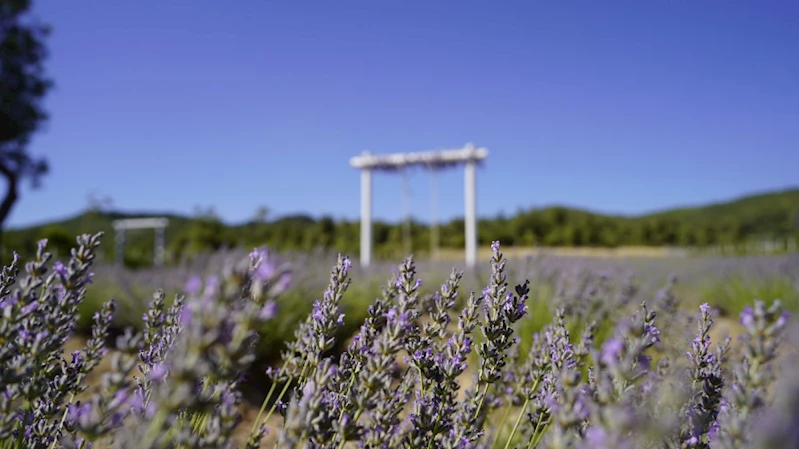 LAVANTA BAHÇESİ ZİYARETÇİLERİNİ BEKLİYOR