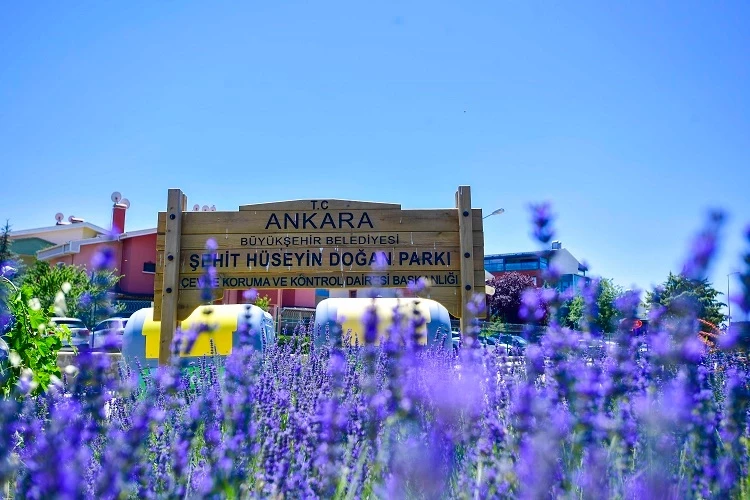 Başkent Ankara yazın lavanta kokuyor