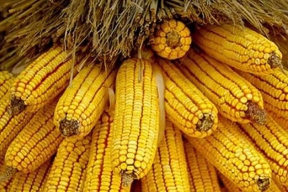 Mısır ithalatına 500 bin tonluk tarife kontenjanı açıldı