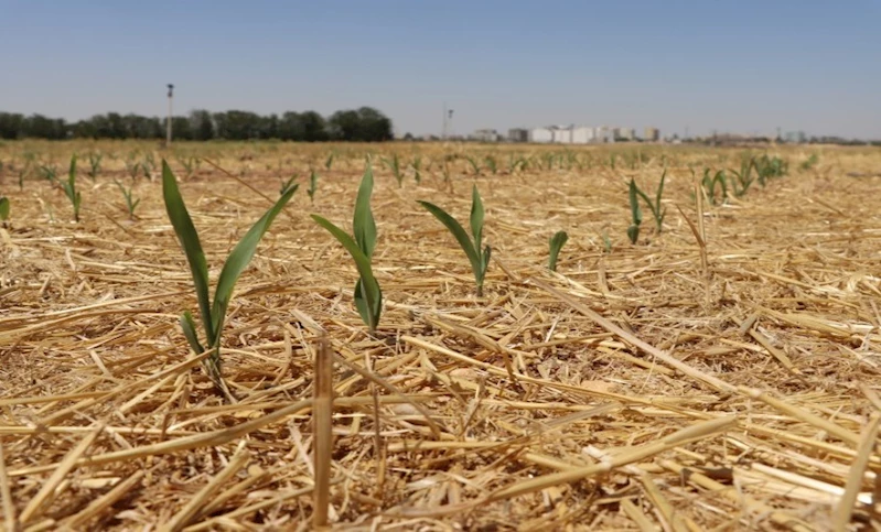 TOPRAK SÜRÜLMEDEN MISIR EKİLDİ, YEŞERMEYE BAŞLADI