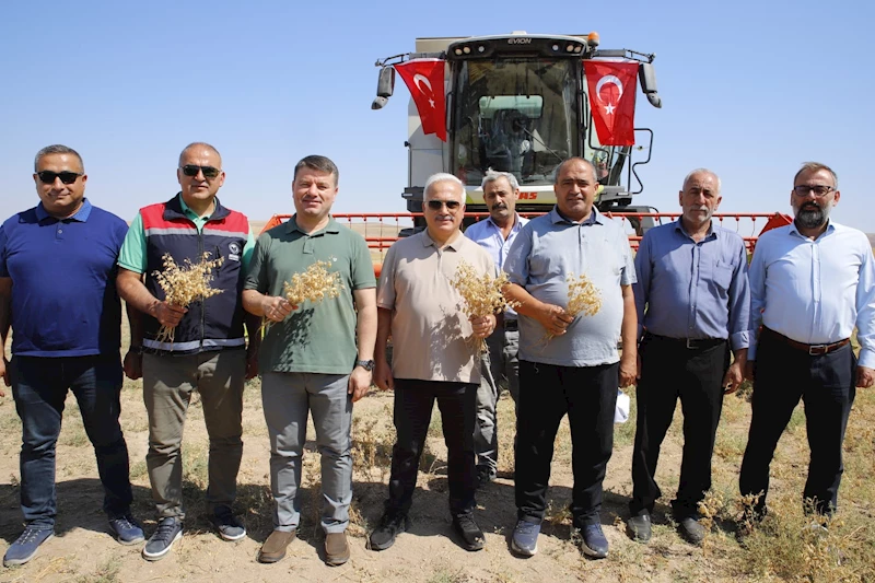 AKSARAY BELEDİYESİNE AİT NOHUT TARLASINDA HASAT BAŞLADI
