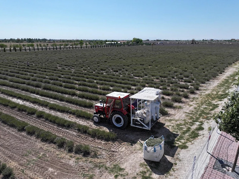 TÜRKİYE’NİN EN BÜYÜK LAVANTA BAHÇESİ’NDE HASAT ZAMANI