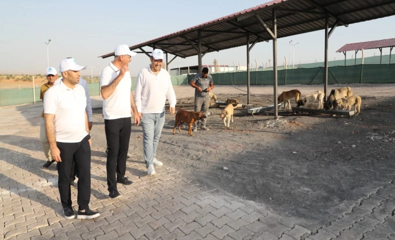 Eyyübiye, Sokak Hayvanları Sorununu Çözdü