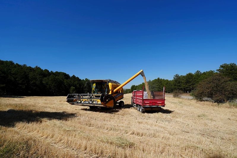 PAMUKKALE BELEDİYESİ 40 TON ARPA ÜRETTİ
