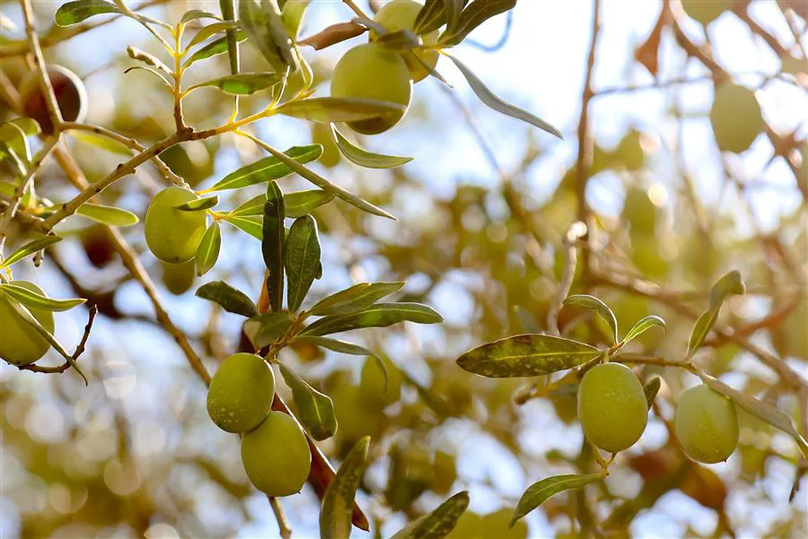 3. Uluslararası Urla Zeytin ve Sanat Festivali İçin Geri Sayım Başladı