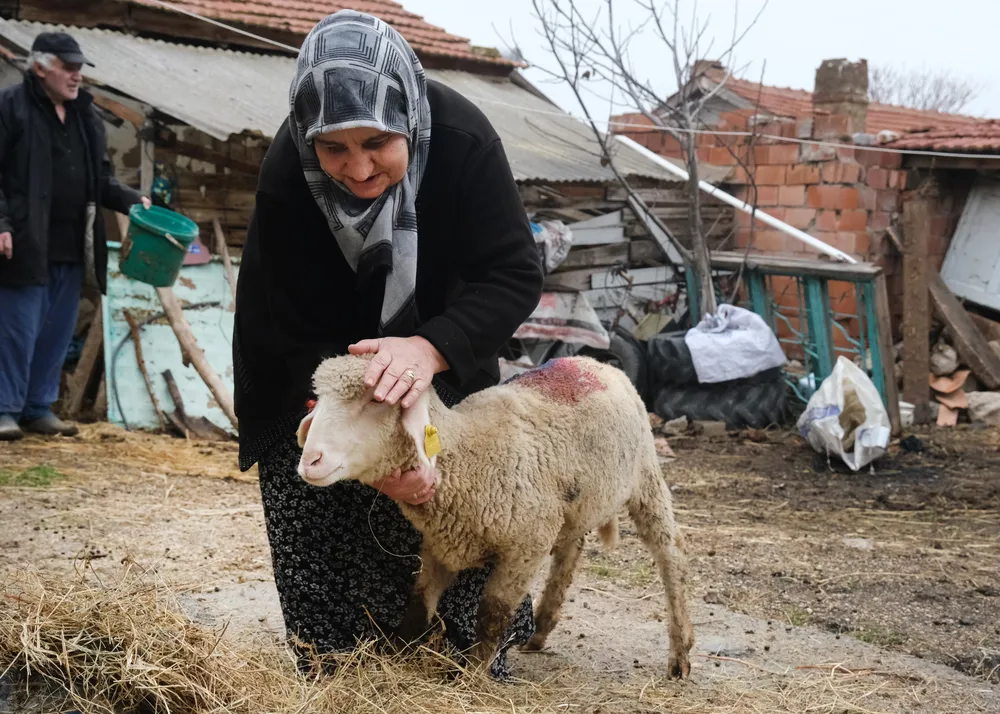 Alpu Belediyesi'nden Küçük Çiftçilere Küçükbaş Hayvan Desteği